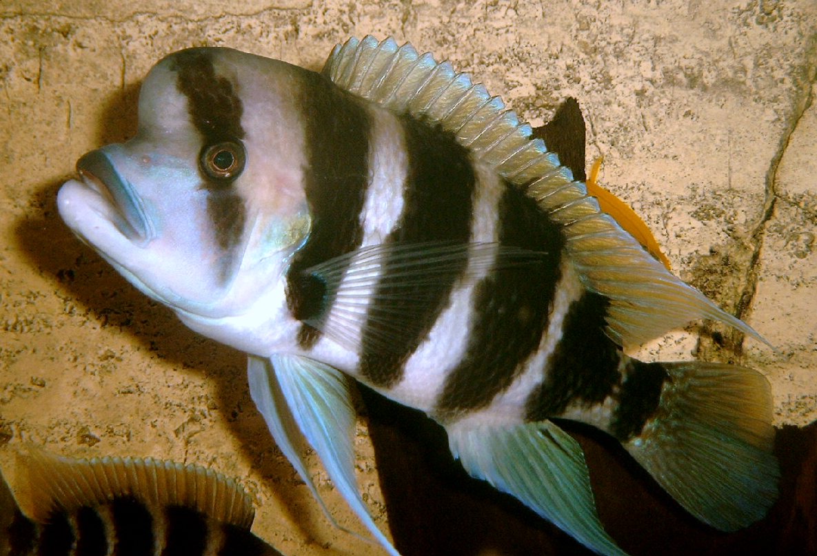 Frontosa Cichlid Cyphotilapia frontosa showing nuchal hump and vertical stripes