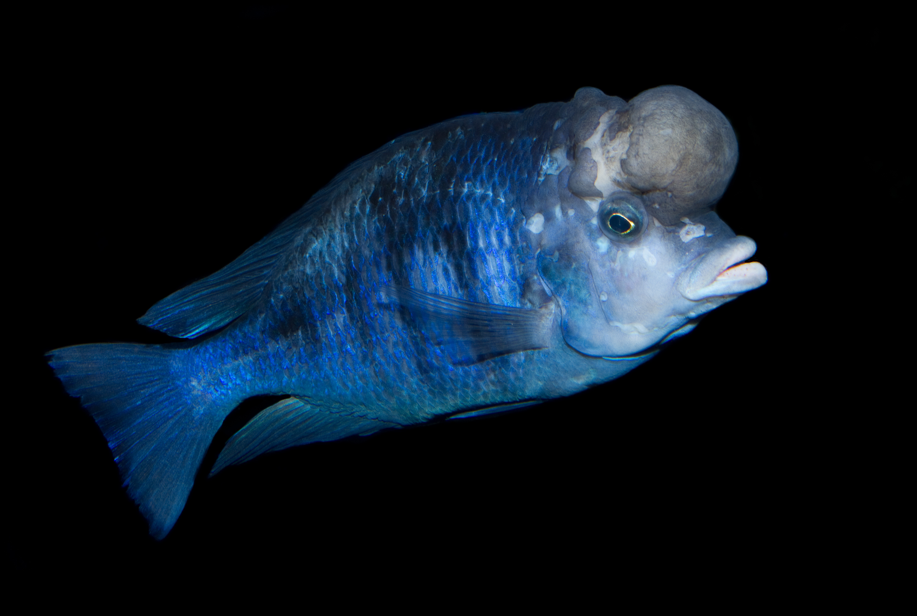 Blue Dolphin Cichlid Cyrtocara moorii male showing nuchal hump