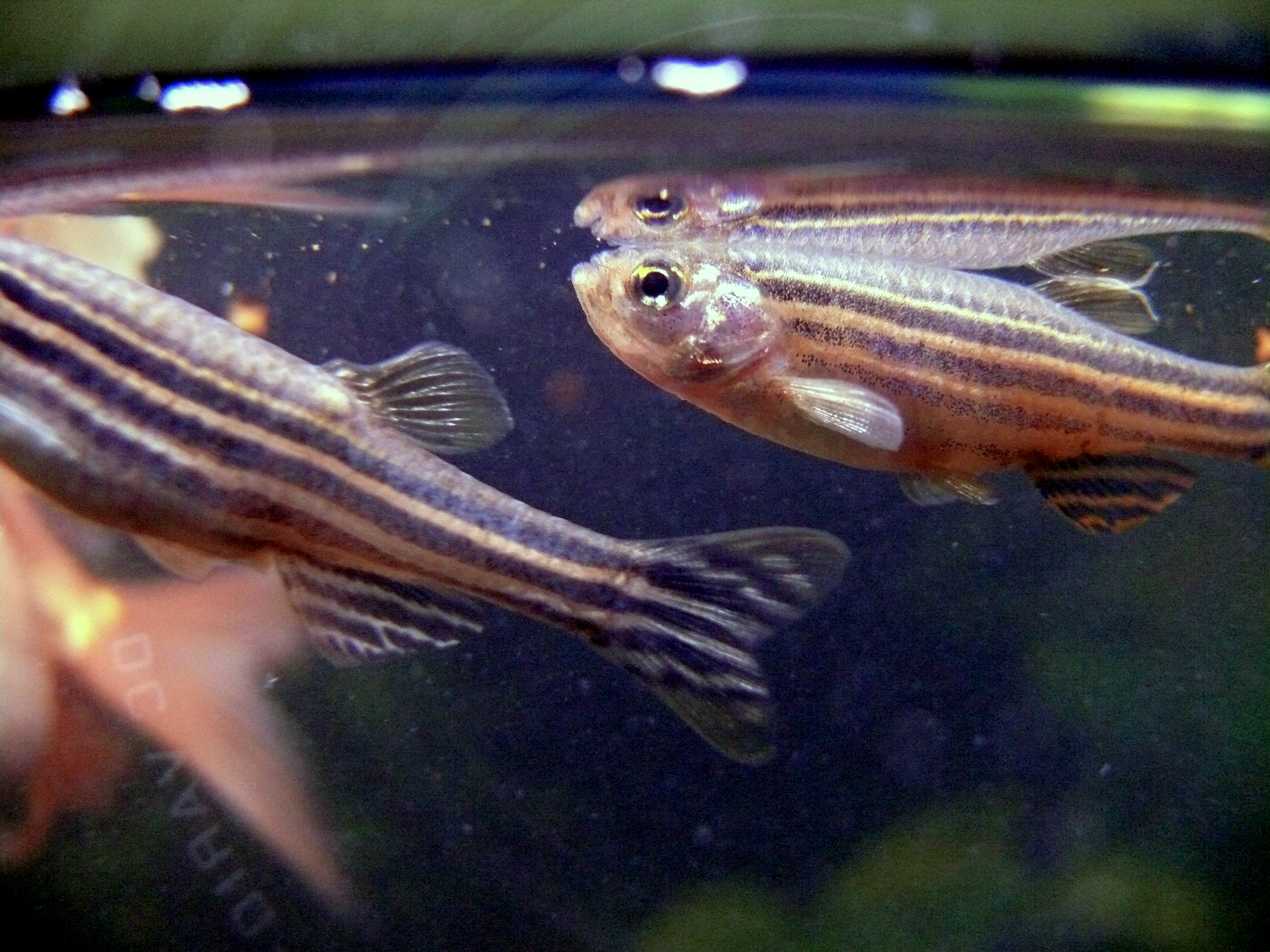 Zebra Danio Danio rerio in aquarium
