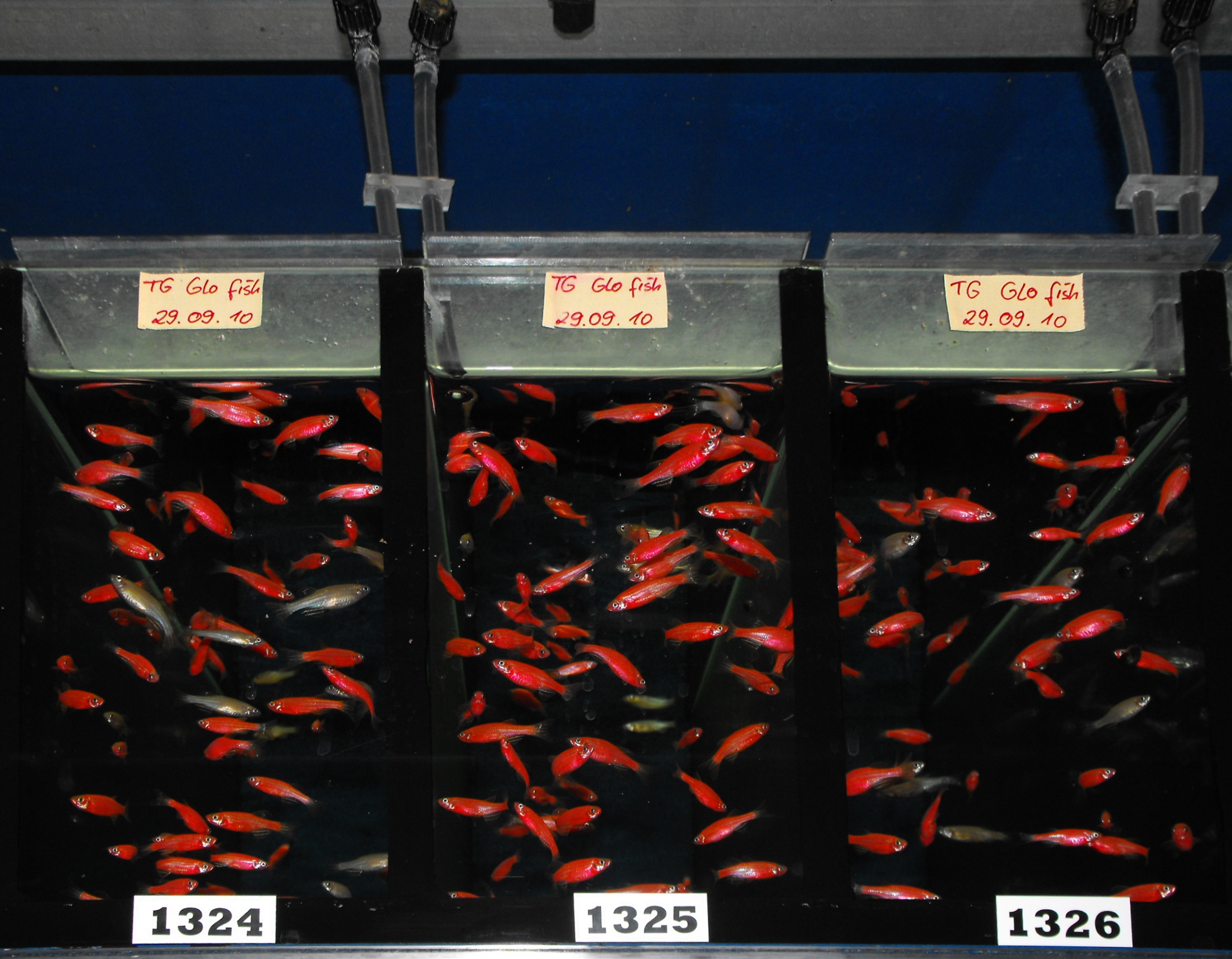 GloFish fluorescent zebra danio in aquarium