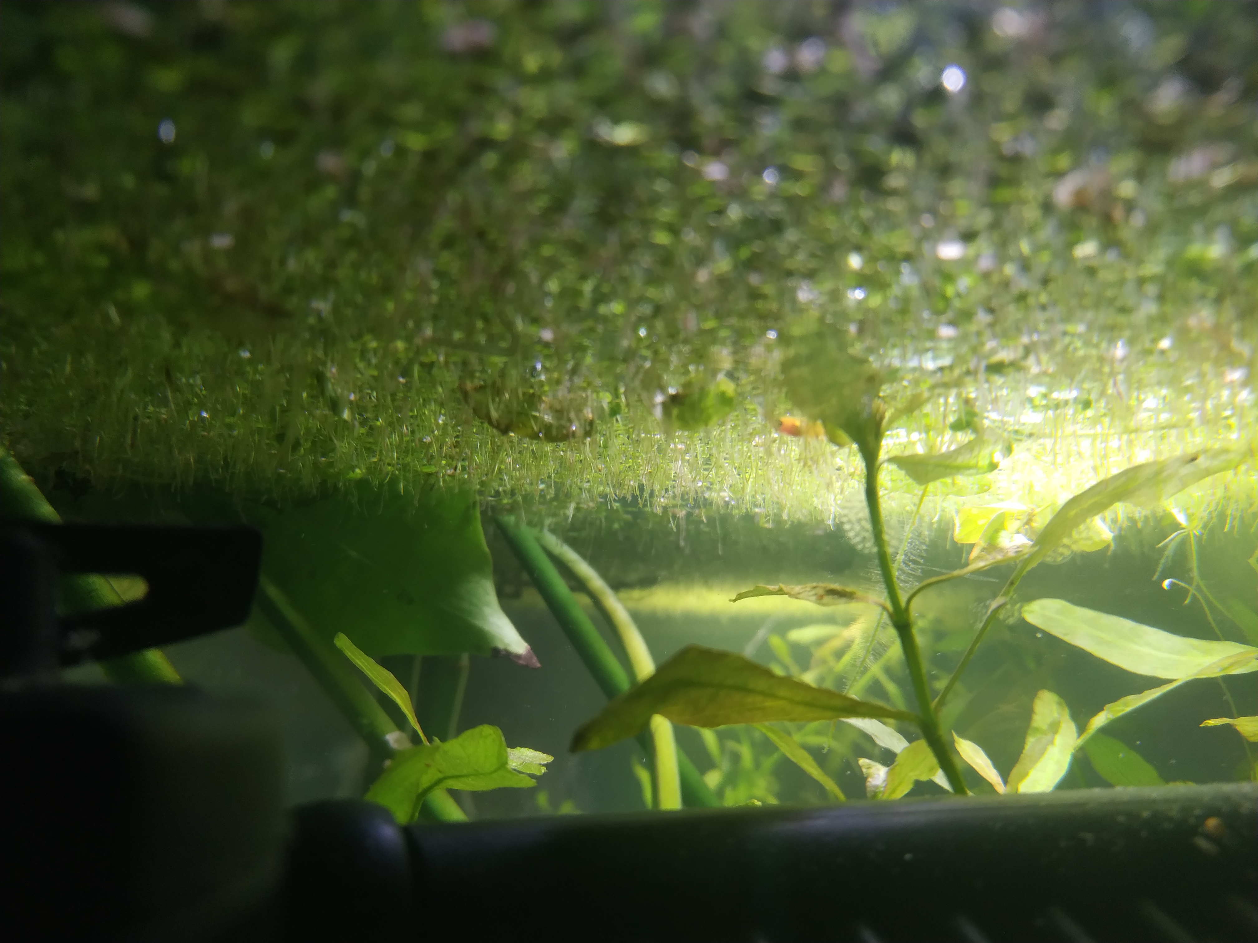 Dense duckweed Lemna minor covering water surface