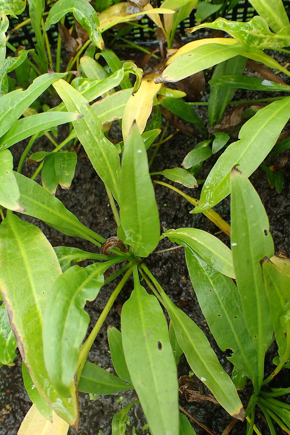 Amazon sword plant Echinodorus grisebachii