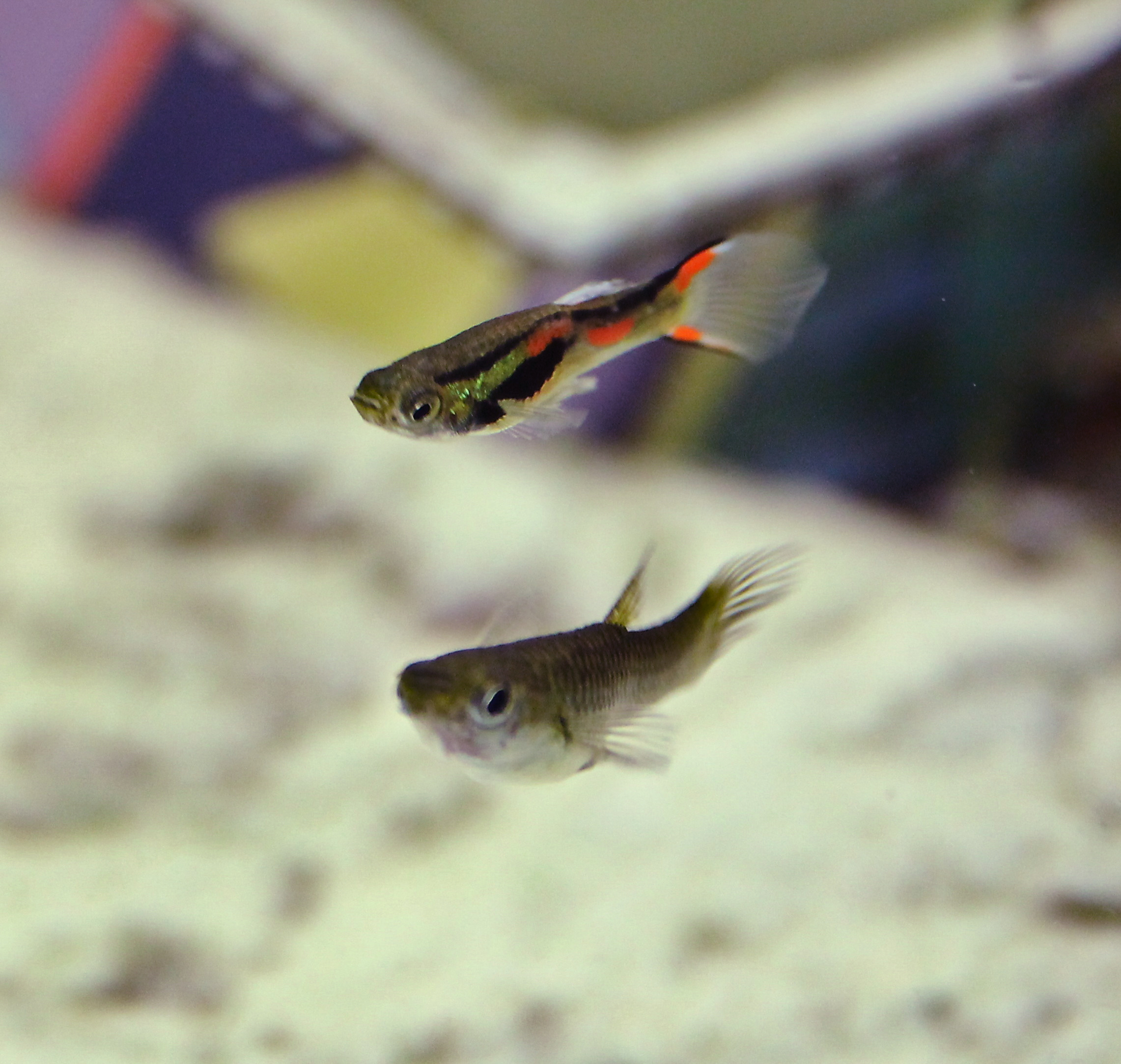 Endler's Guppy Poecilia wingei male showing neon colouration