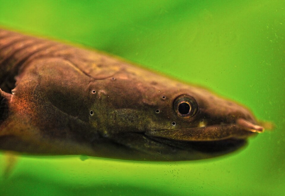 Ropefish Erpetoichthys calabaricus