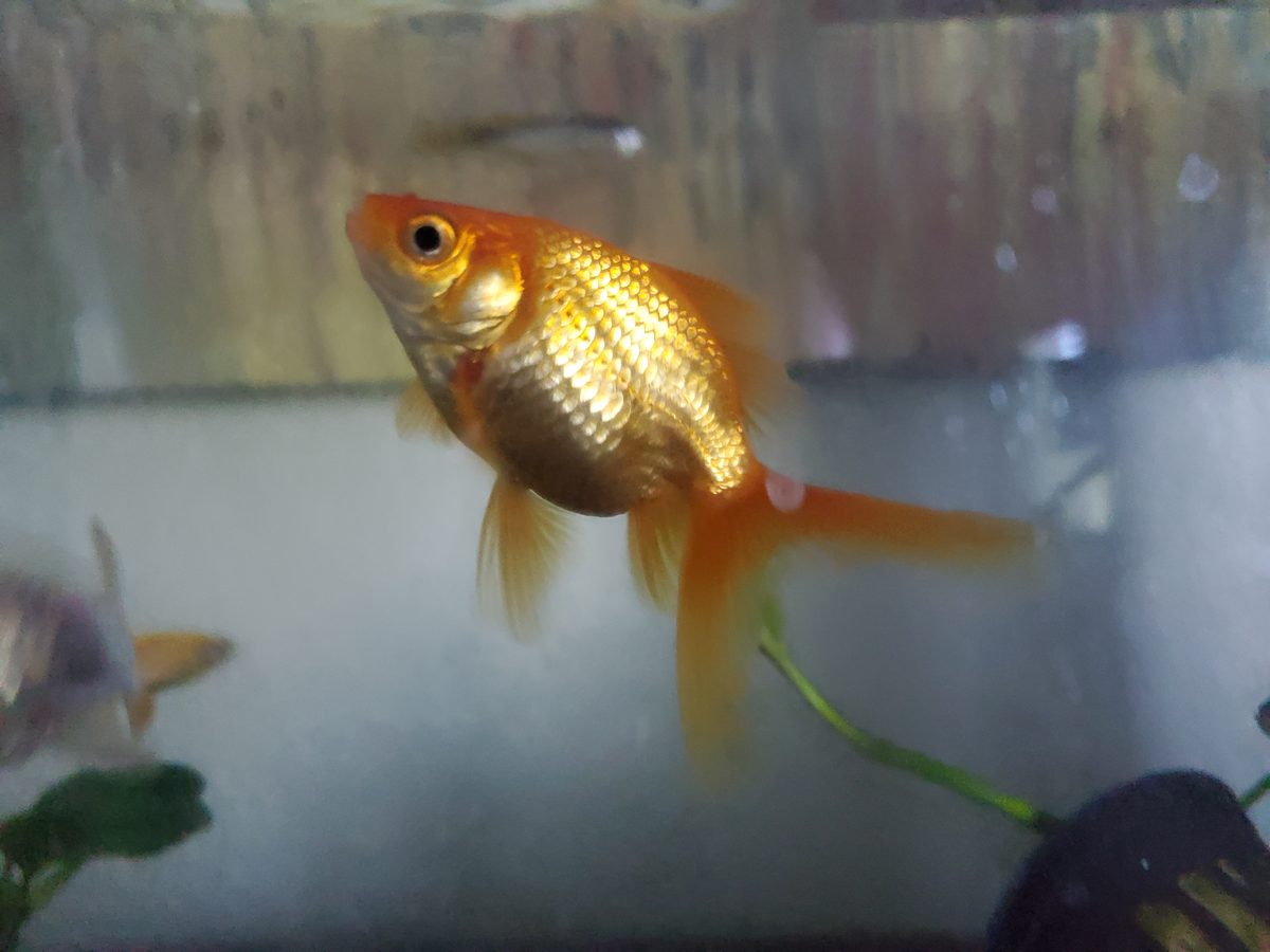 Fantail goldfish orange variety in aquarium
