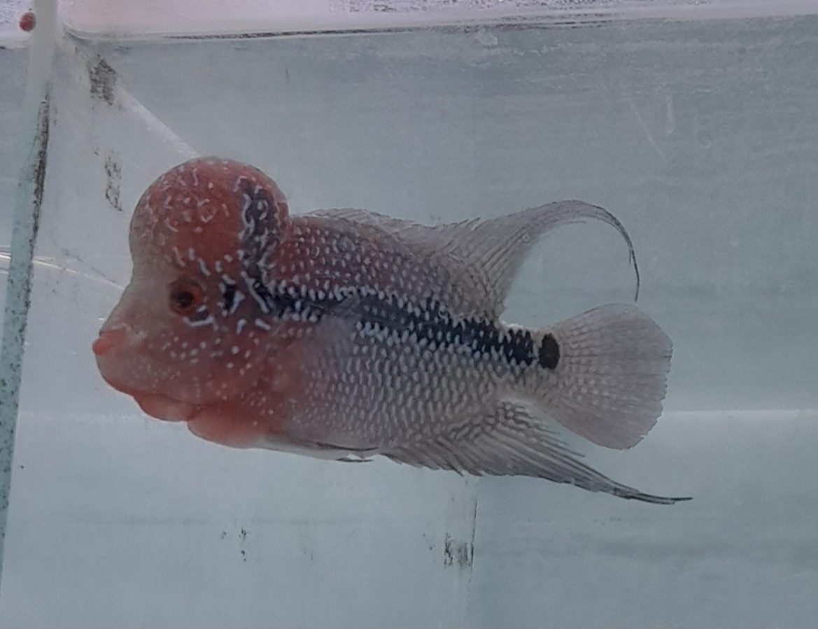 Flowerhorn cichlid feeding in aquarium Bangalore India
