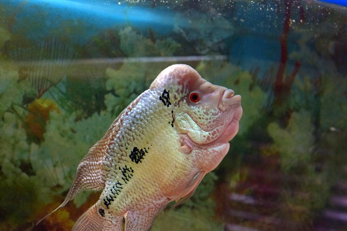 Healthy Flowerhorn fish available online at FishyKart India