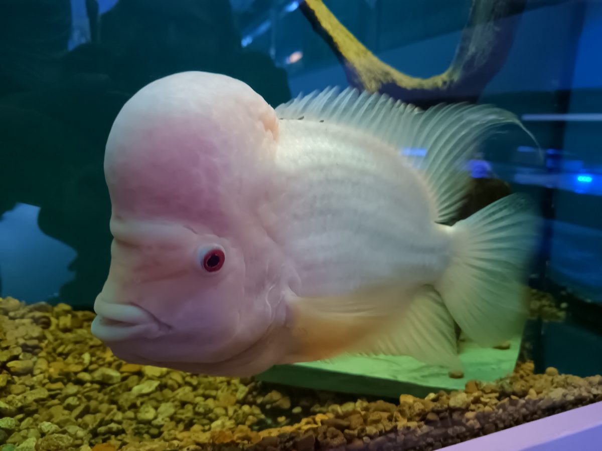 Flowerhorn cichlid fish with prominent nuchal hump in aquarium