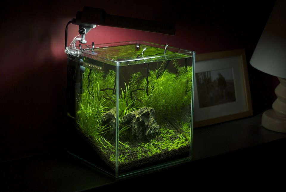 Planted 5 gallon freshwater nano aquarium