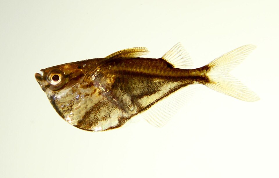 Marbled hatchetfish Carnegiella strigata, a natural surface swimmer