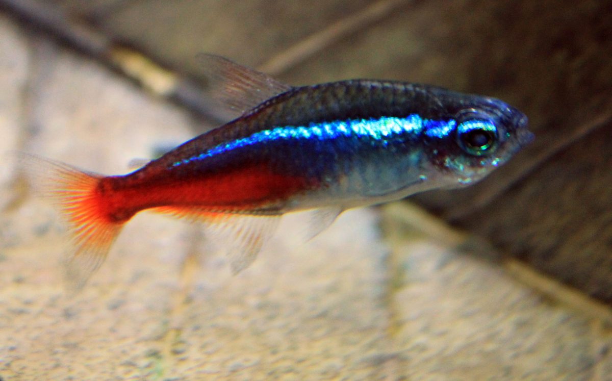 Neon Tetras group showing vivid iridescent blue and red colouration