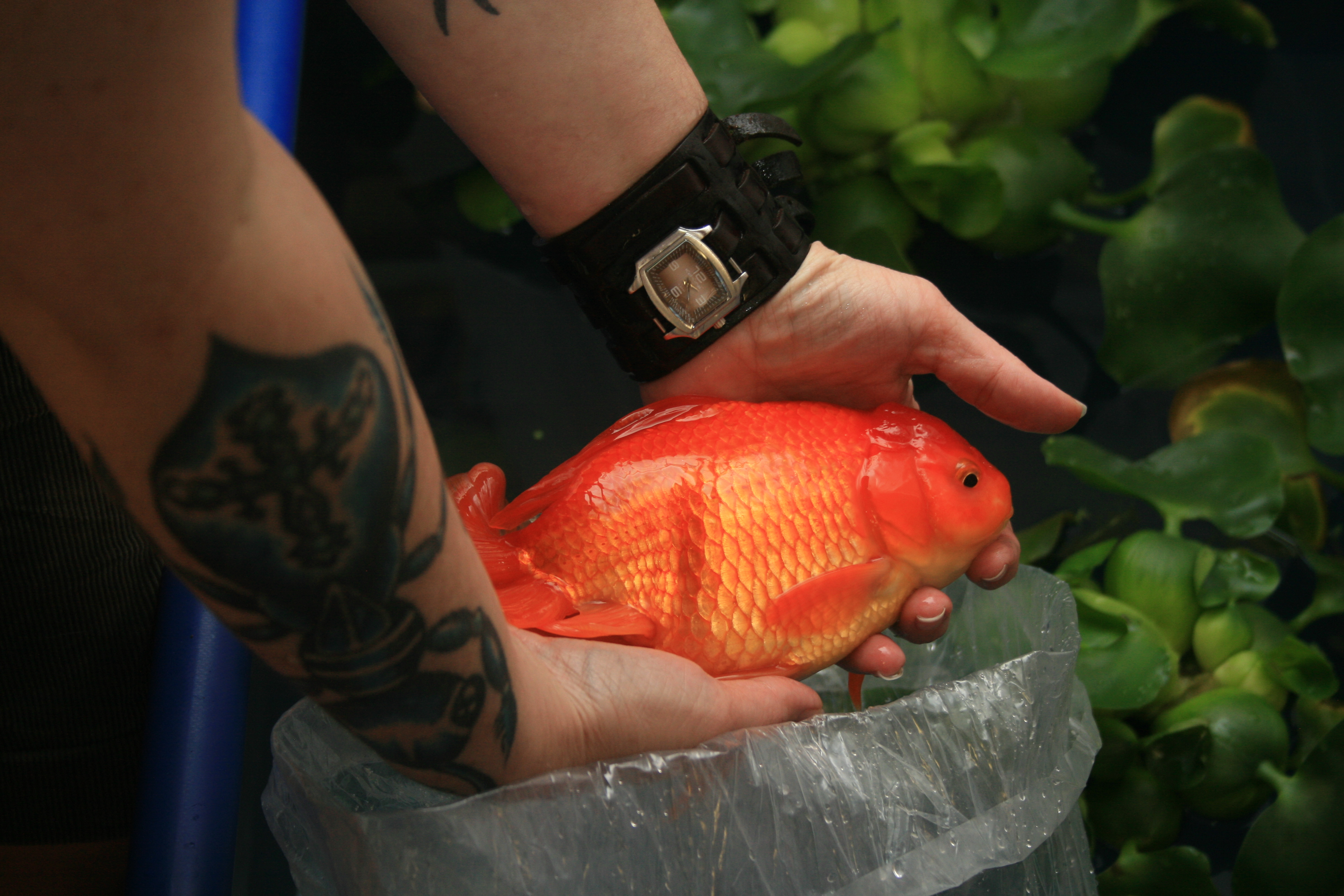 Oranda goldfish showing large head wen growth