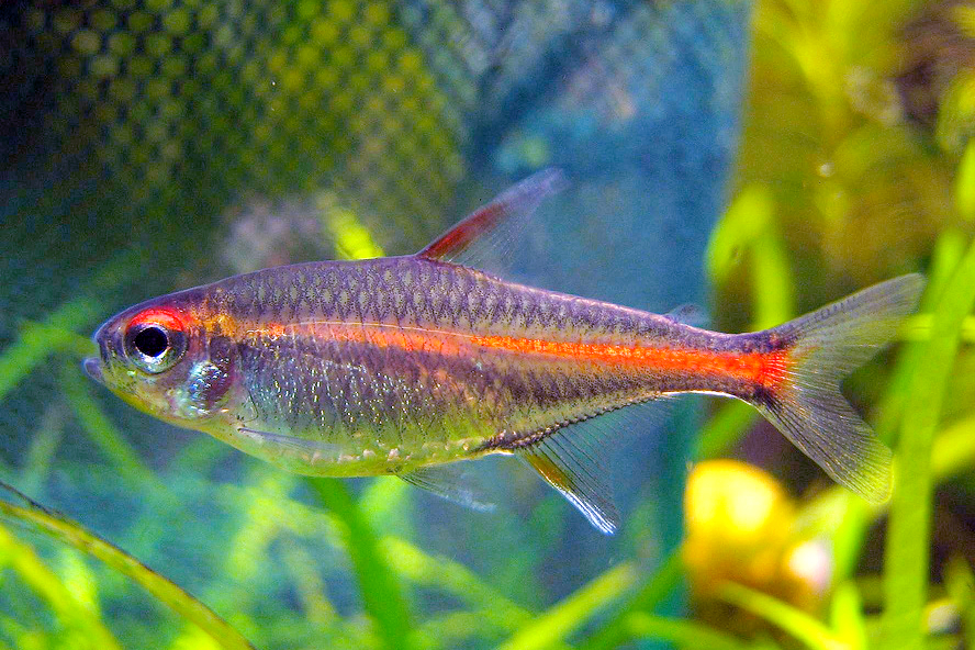 Glowlight Tetra Hemigrammus erythrozonus showing red-orange stripe
