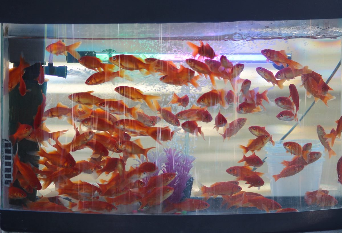 Goldfish swimming in planted aquarium tank