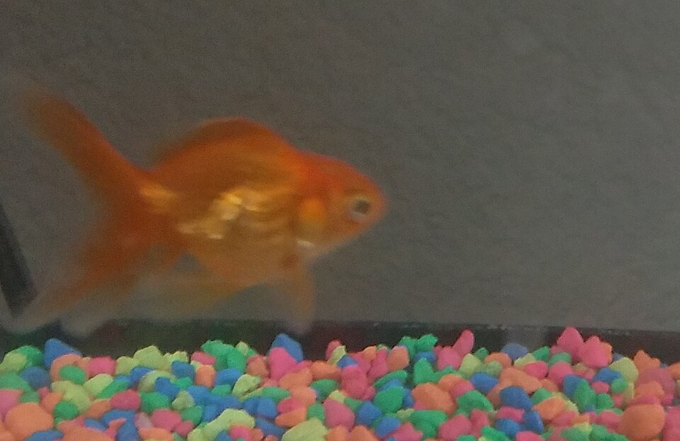 Orange goldfish swimming in a home aquarium