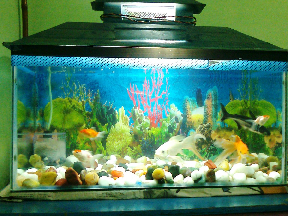 Goldfish in indoor fish tank compared to koi