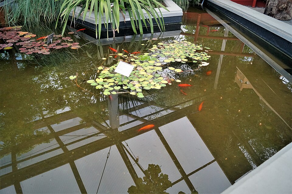 Orange goldfish swimming in a garden pond with stones and plants