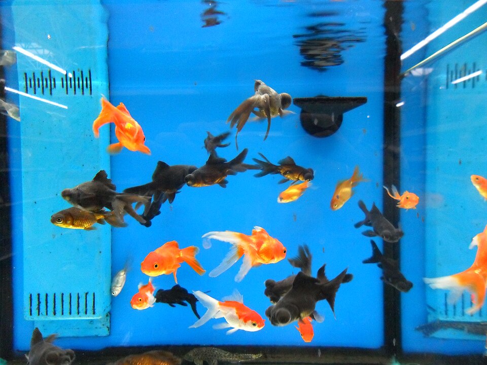 Many fancy and single-tail goldfish crowded in a shop display tank