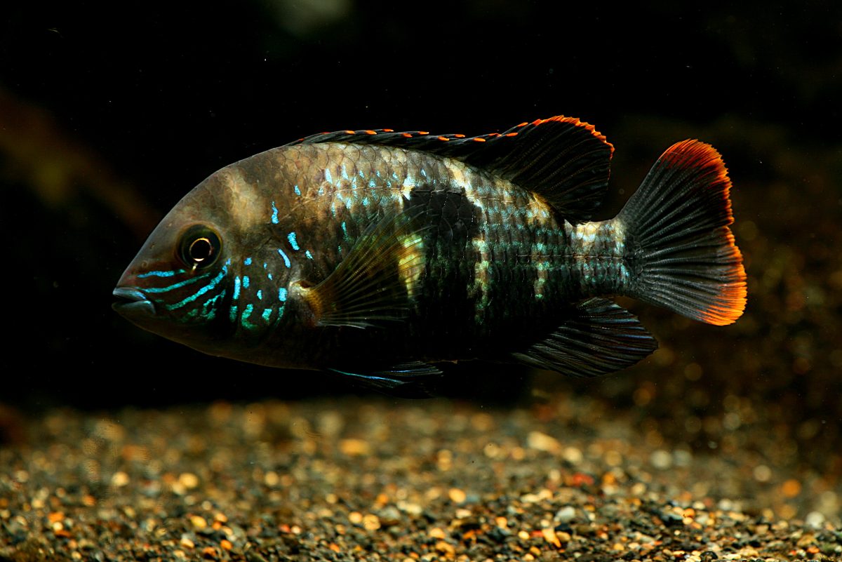 Green Terror Cichlid Andinoacara rivulatus in natural aquarium setting