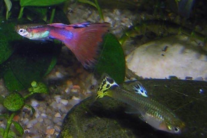 Male and female Guppy fish size comparison in aquarium
