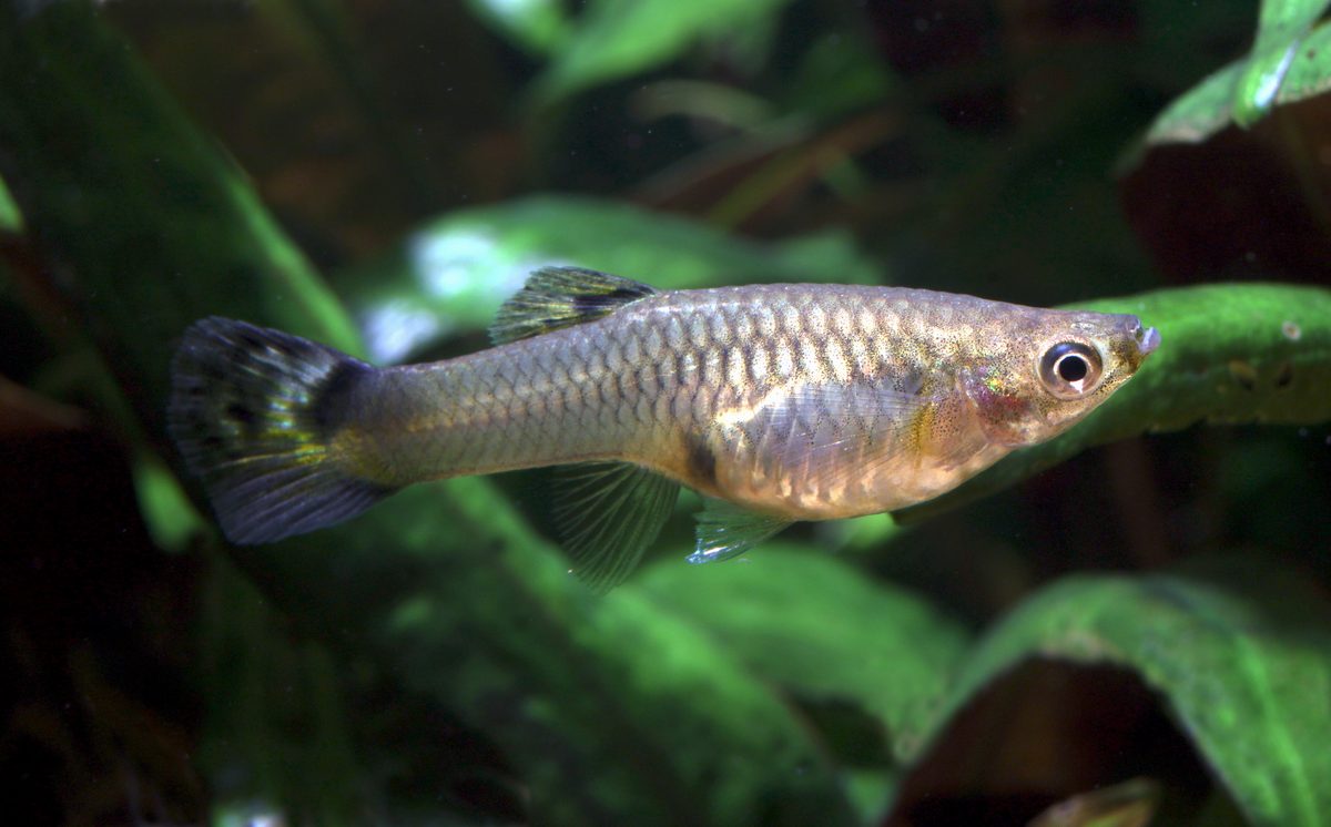 Fancy male Guppy fish Poecilia reticulata in aquarium