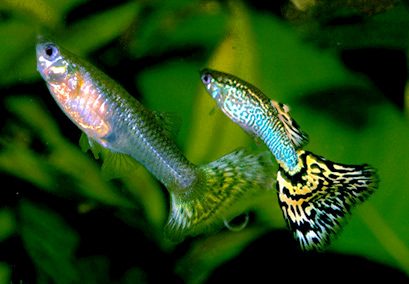 Yellow Guppy pair male and female breeding in aquarium