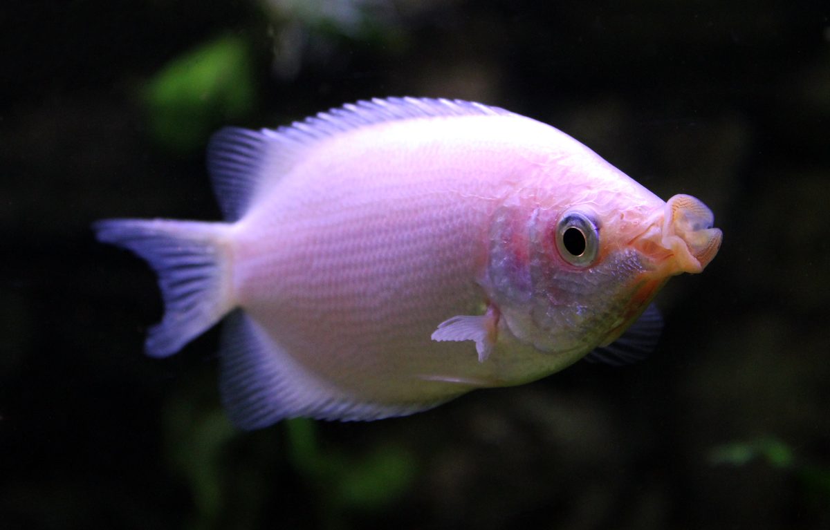 Kissing Gourami Helostoma temminckii feeding algae in aquarium