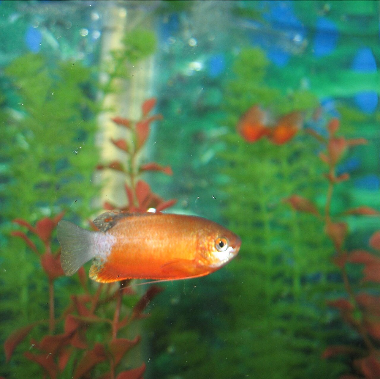 Honey gourami Trichogaster chuna red variant
