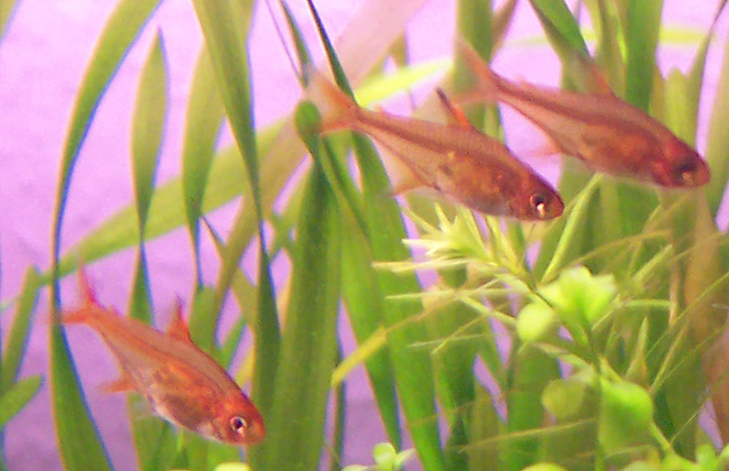 Ember Tetra Hyphessobrycon amandae solid orange-red coloring