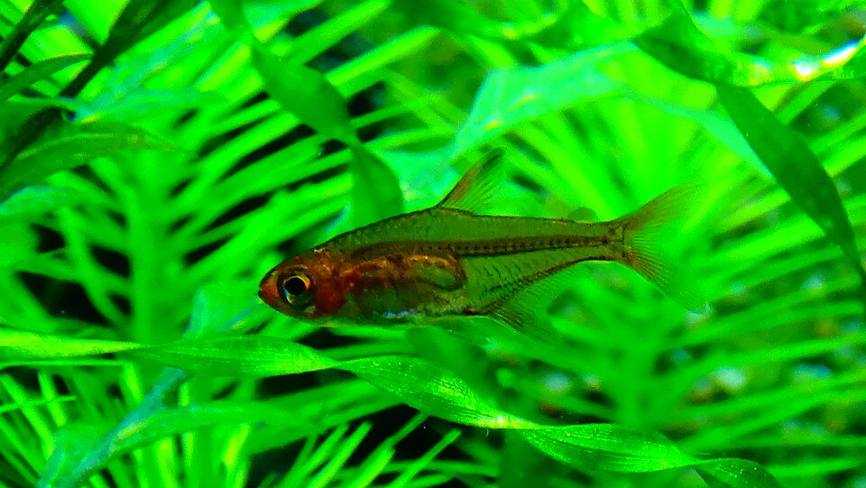 Ember tetra Hyphessobrycon amandae among aquarium plants