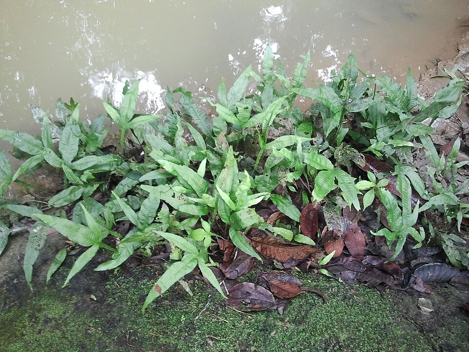 Java fern Microsorum pteropus growing on rocks