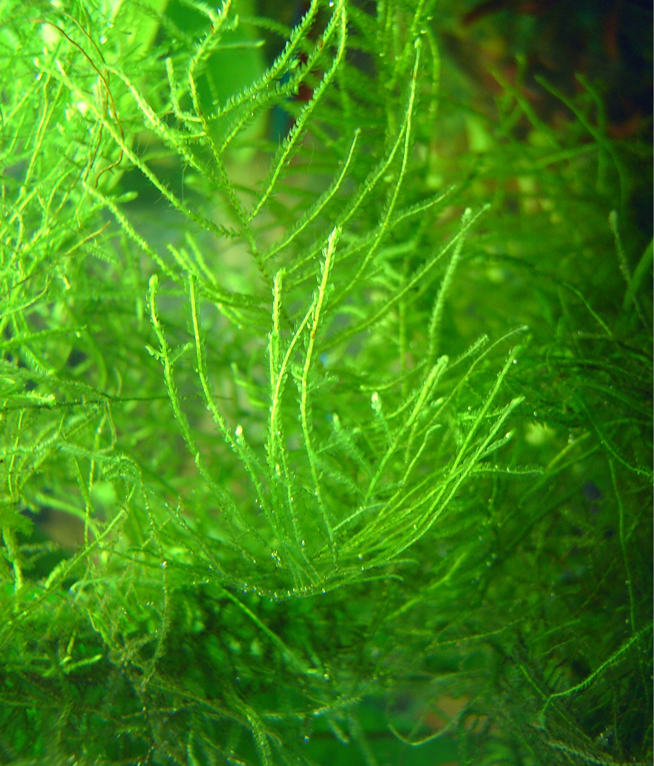 Java Moss Taxiphyllum barbieri close-up