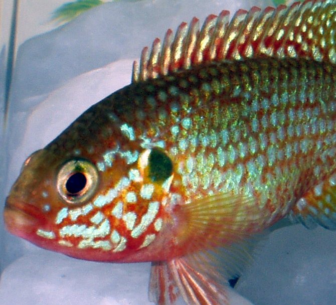 Jewel cichlid Hemichromis bimaculatus close-up showing red body and blue jewel spots