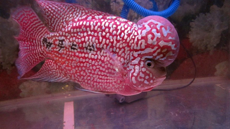 King Kamfa Flowerhorn cichlid with large round nuchal hump