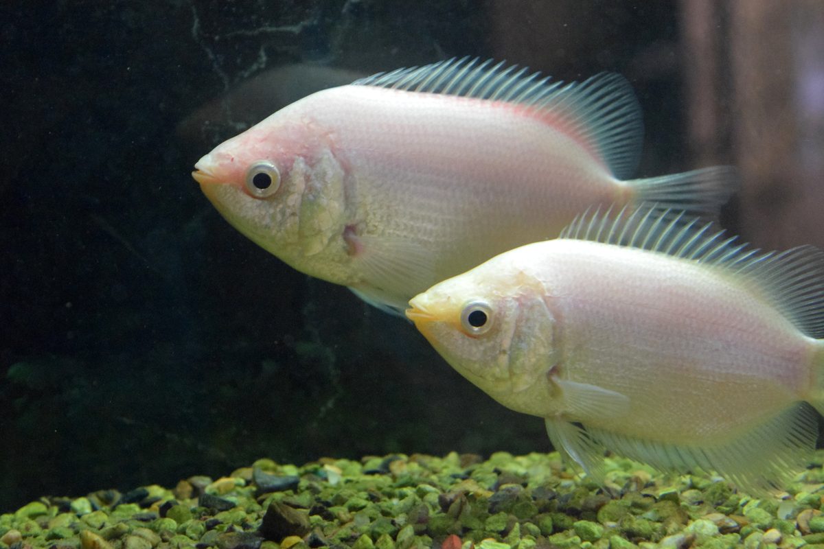 Pink Kissing Gourami Helostoma temminckii colour form aquarium