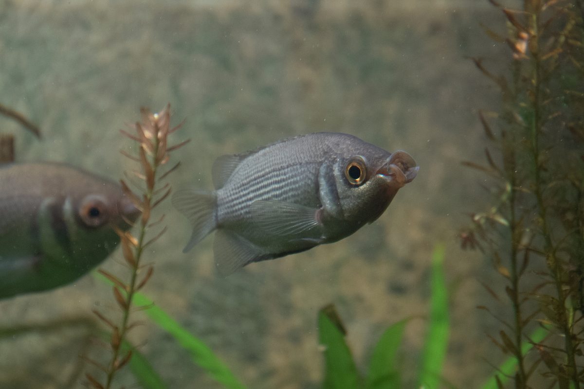 Kissing Gourami fish showing kissing lips behaviour in aquarium