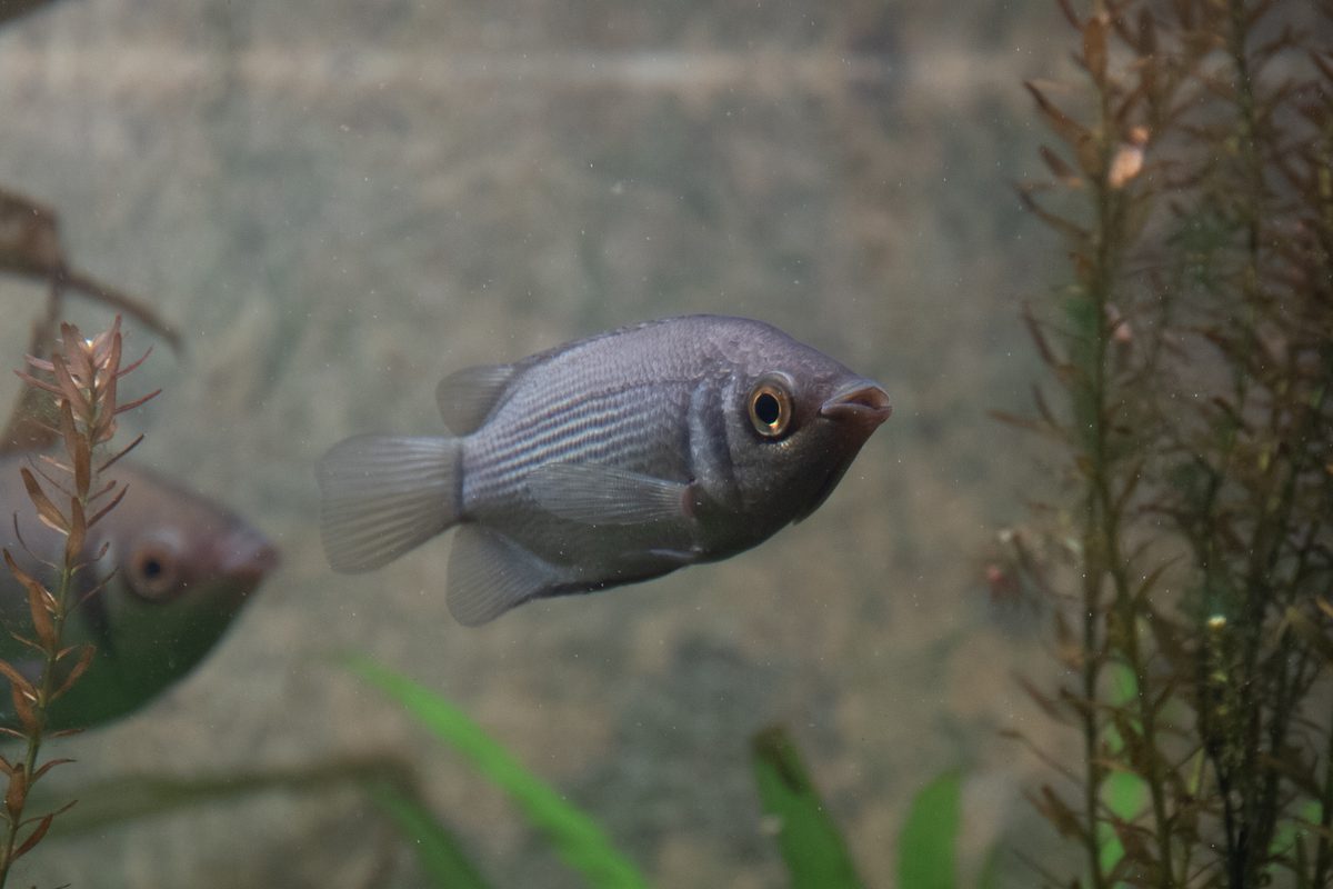 Two Kissing Gourami fish lip-locking territorial display in aquarium