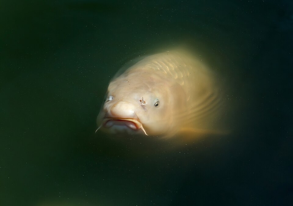 Orange and white koi swimming in a garden pond