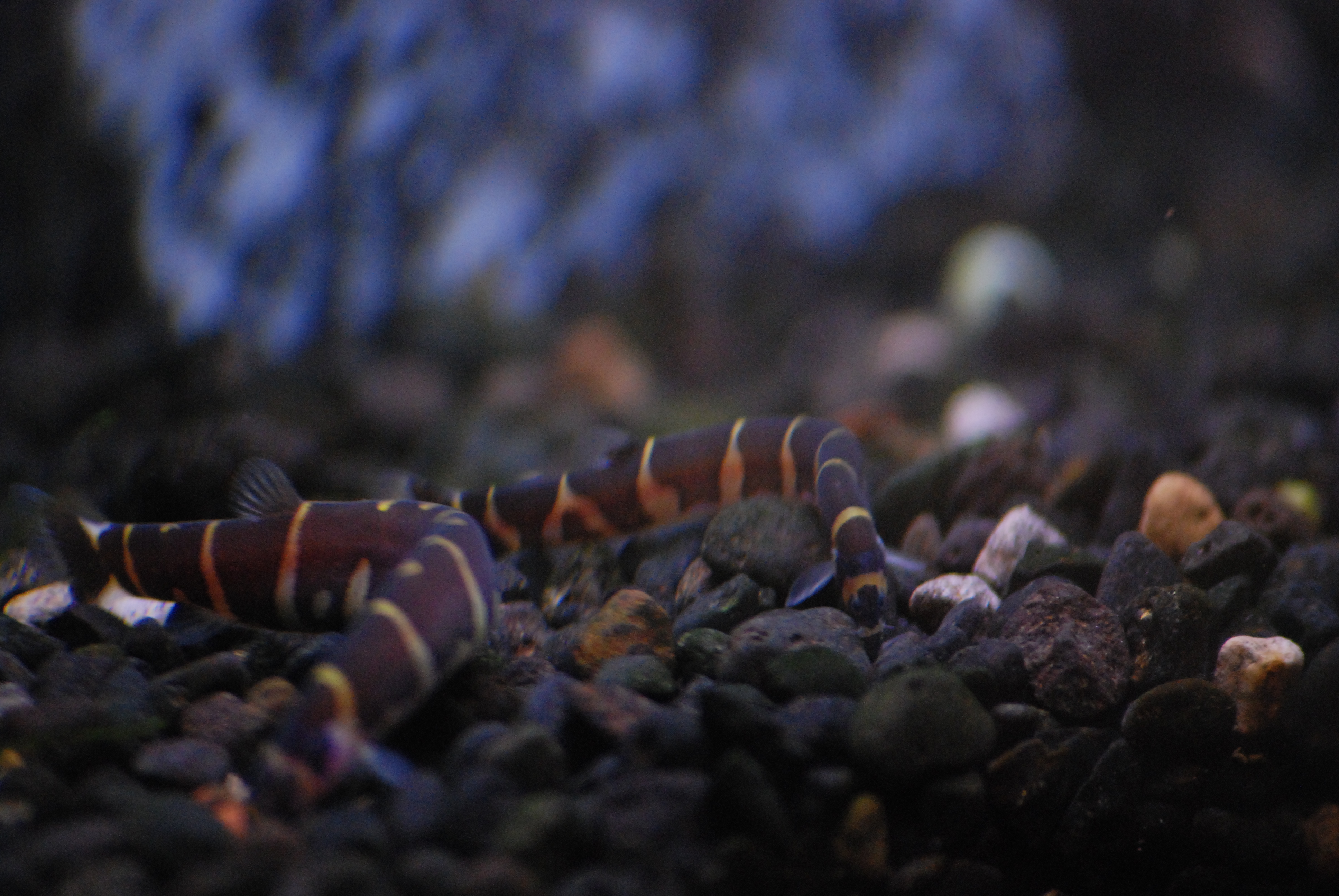 Group of Kuhli Loaches resting together on aquarium substrate
