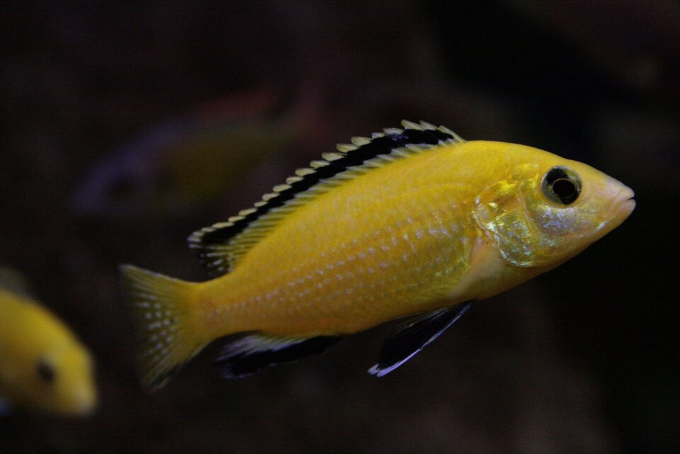 Yellow lab cichlid Labidochromis caeruleus