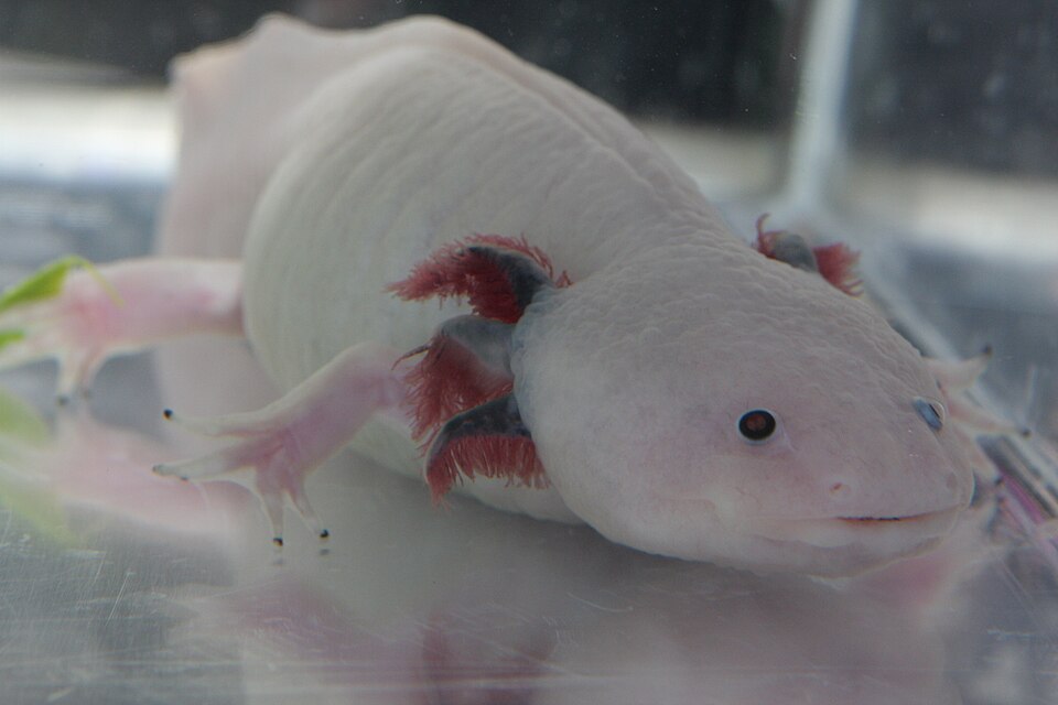 Pale pink leucistic axolotl with red feathery gills seen from the front