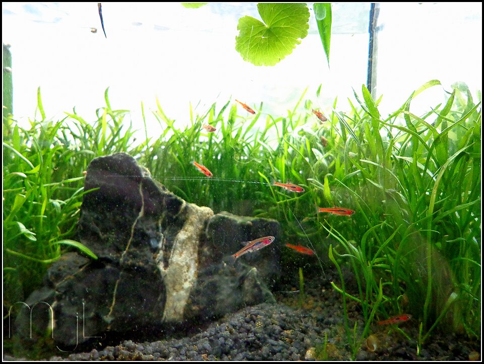 Small planted aquarium with a school of chili rasboras