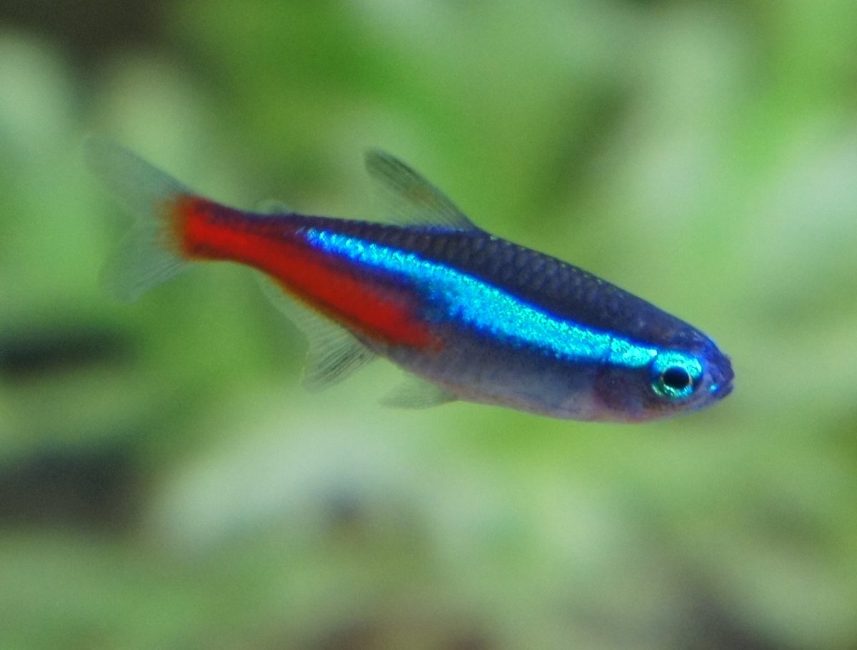 Neon Tetra school swimming together in planted community aquarium