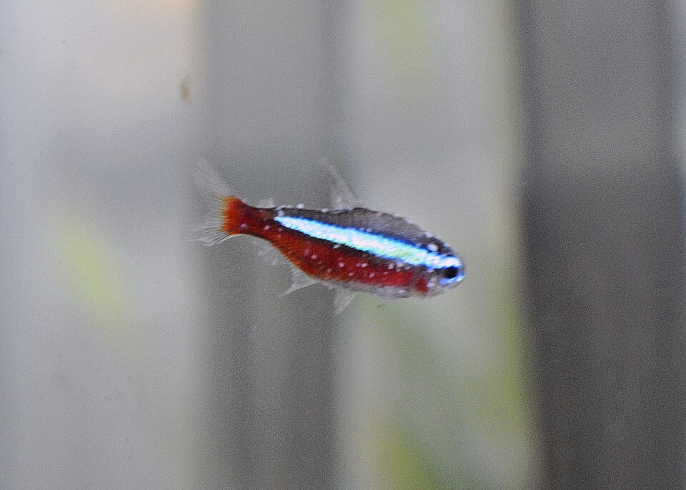 Small tetra with white ich spots on its body and fins