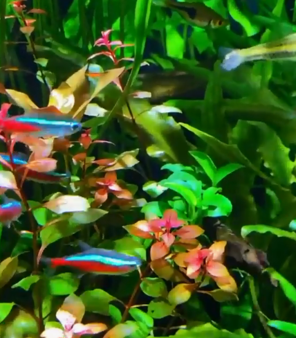 Neon Tetra Paracheirodon innesi illustration showing anatomy and colour pattern