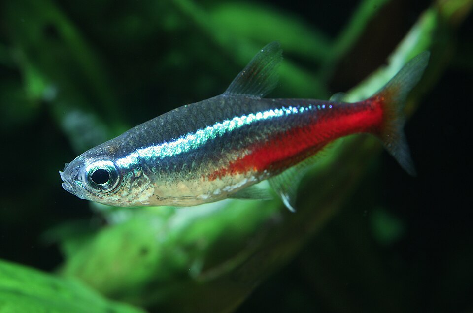 Neon tetra Paracheirodon innesi