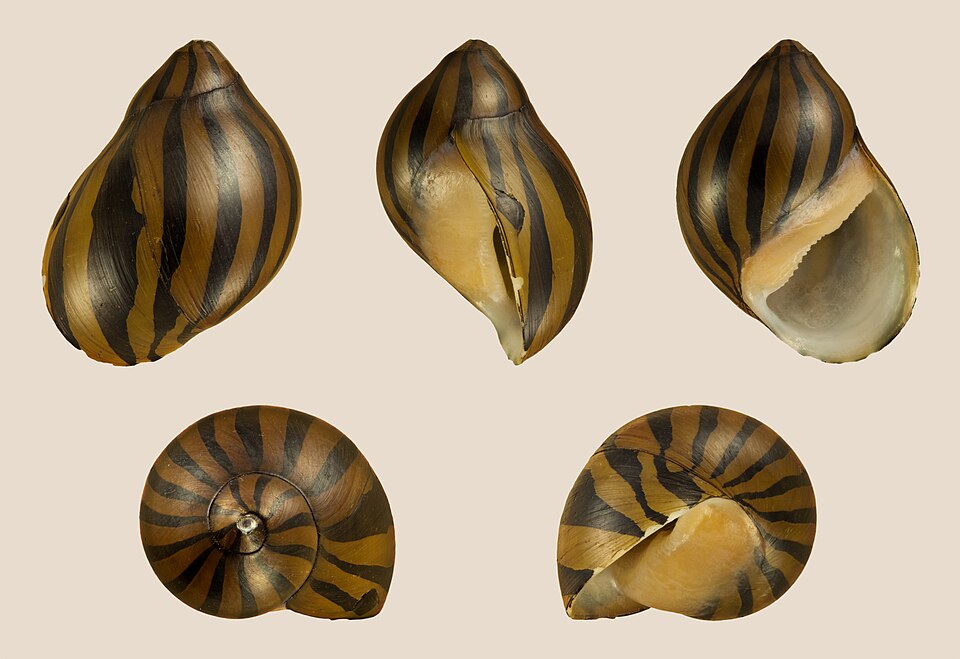 Nerite snail Neritina turrita shell pattern