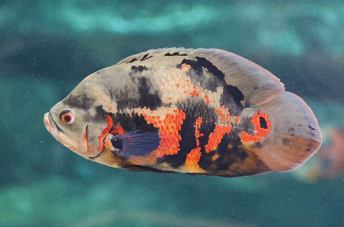 Oscar fish Astronotus ocellatus in aquarium