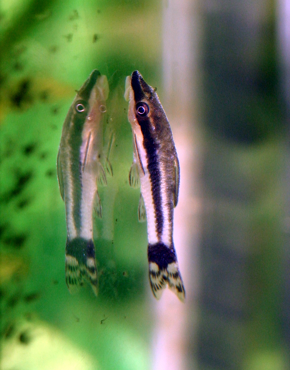 Otocinclus affinis catfish showing full adult body length