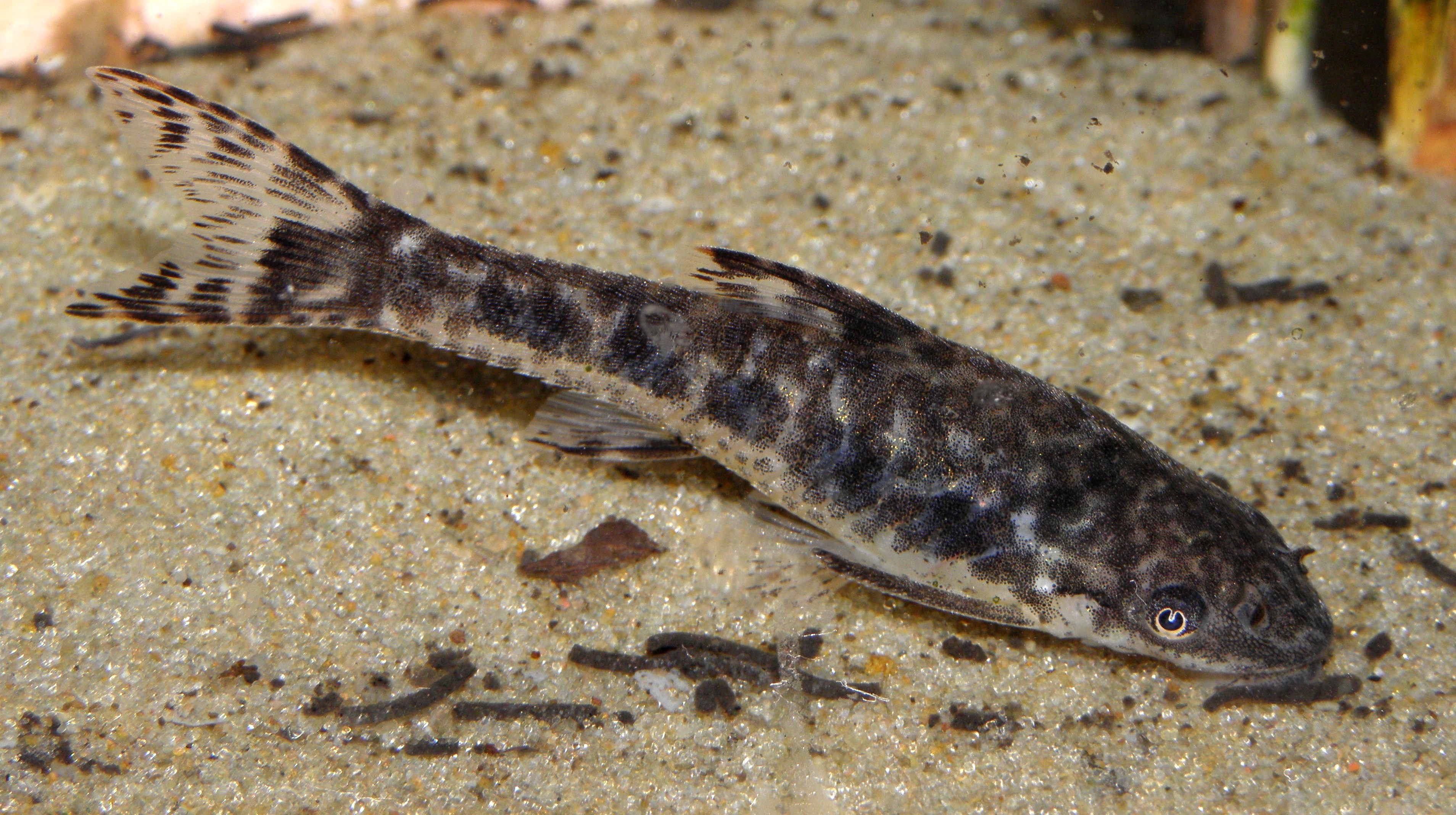 Otocinclus arnoldi catfish close-up showing suckermouth